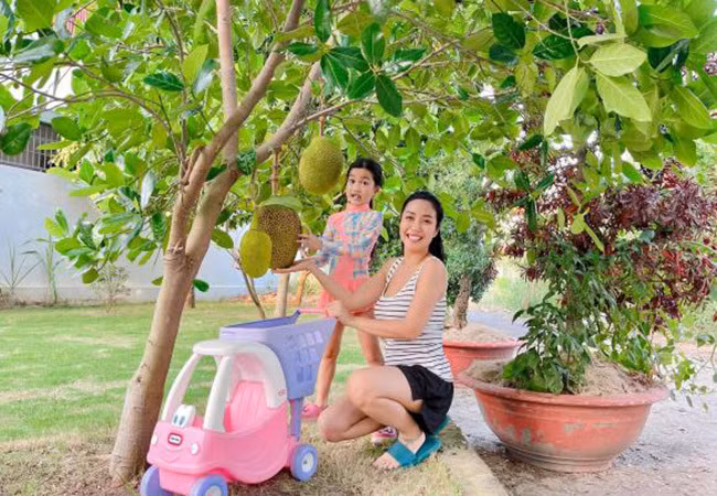 Ốc Thanh Vân cùng con gái hào hứng thu hoạch mít vườn nhà.
