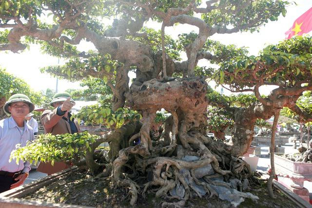 Cay sanh co re dan nhu phim dan, chu nhan het gia 10 ty-Hinh-6