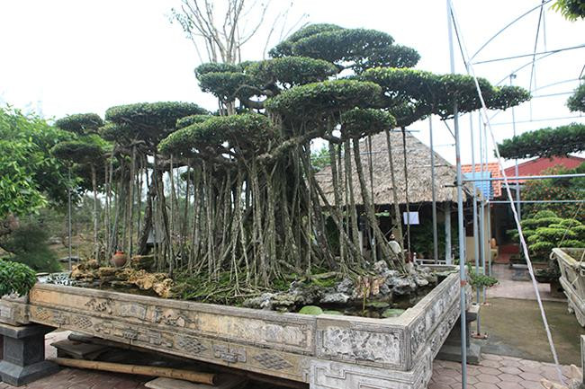 Cay sanh co re dan nhu phim dan, chu nhan het gia 10 ty