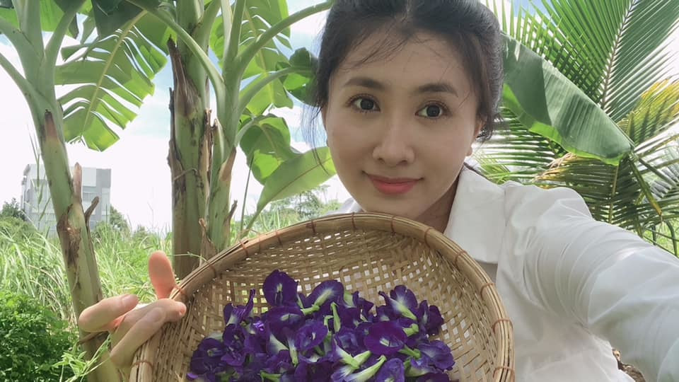 Nguyệt Ánh thu hoạch hoa đậu biếc.