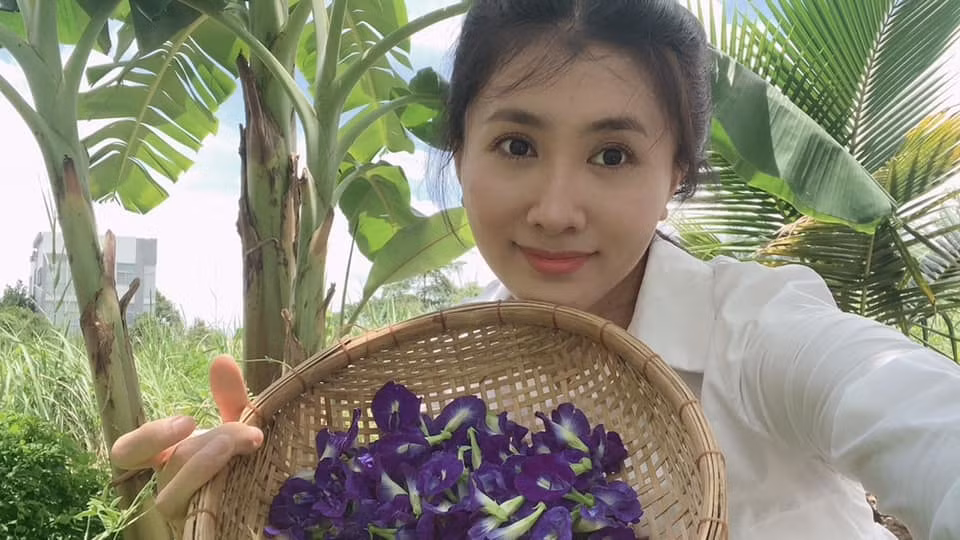 Nguyệt Ánh thu hoạch hoa đậu biếc.