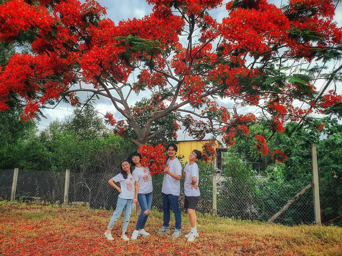 Trác Thúy Miêu hồn nhiên hái hoa phượng.