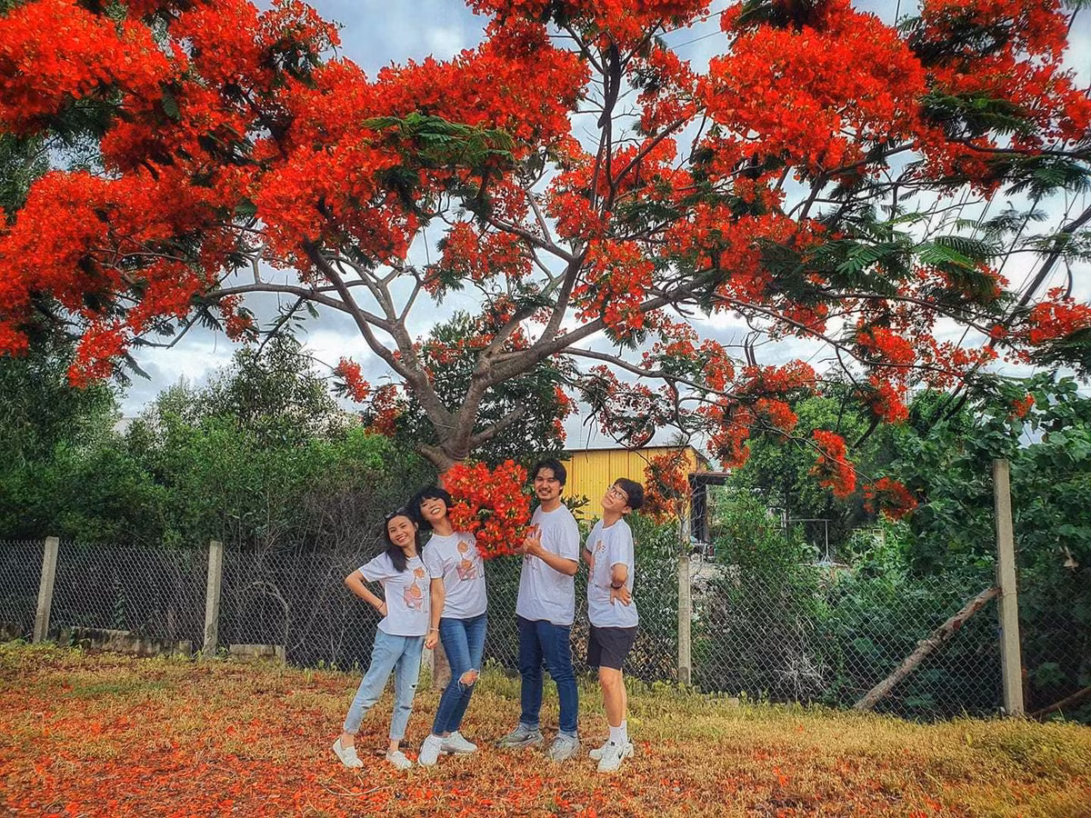 Trác Thúy Miêu hồn nhiên hái hoa phượng.