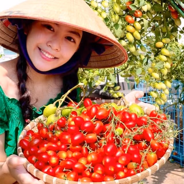 Bà xã Quyền Linh chia sẻ lên trang cá nhân loạt ảnh con gái cả Lọ Lem đi ra vườn nhà thu hoạch cà chua.