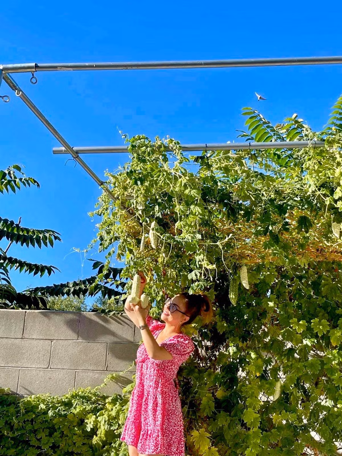 Ca sĩ Minh Tuyết thu hoạch khổ qua.