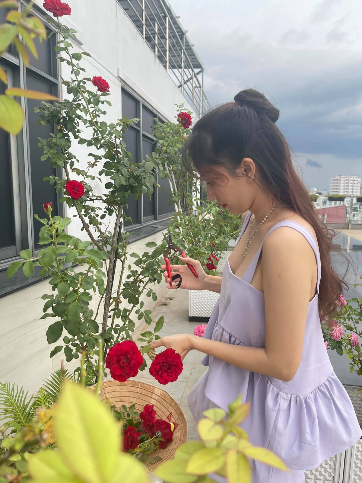 Khánh Thi thu hoạch hoa hồng.