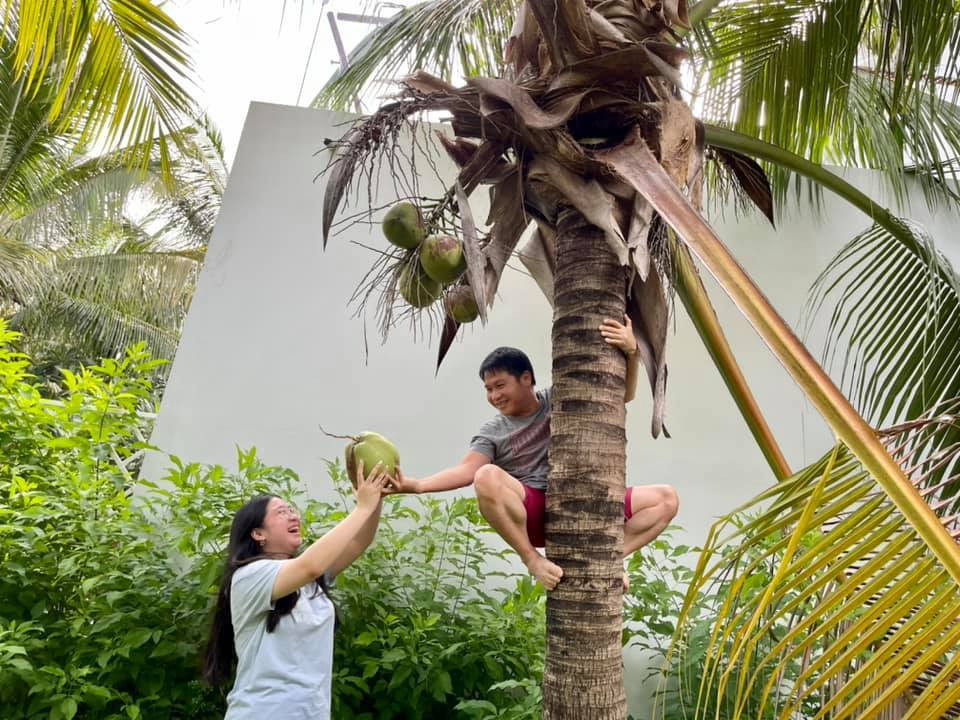 Trọng Tấn hái dừa cho các con.