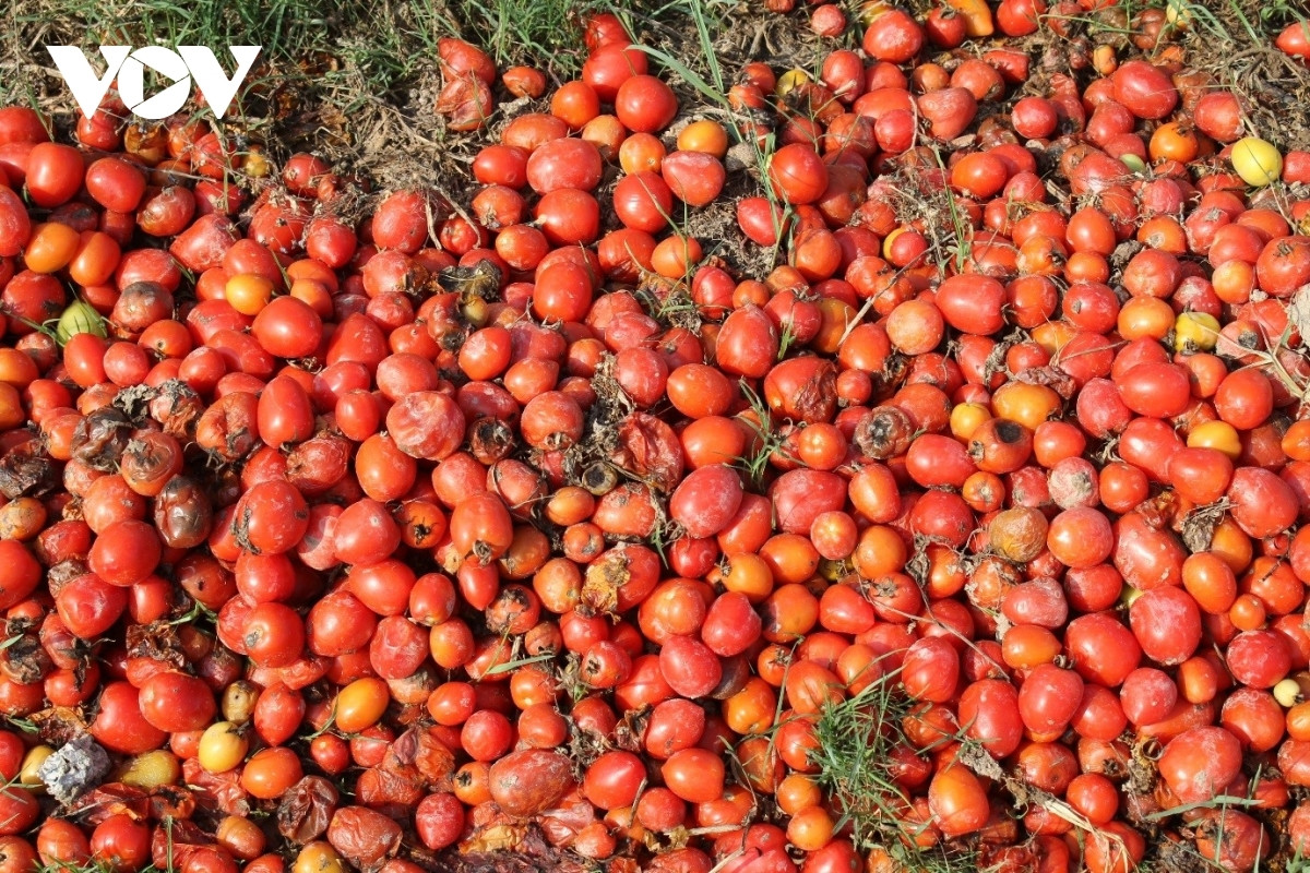 Xot xa canh ca chua chin do rung thoi day dong khong ai mua-Hinh-2