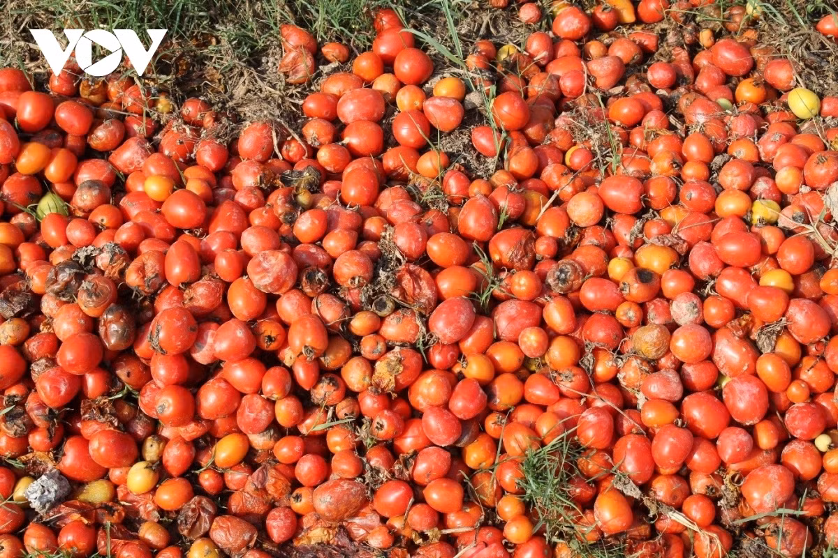 Xot xa canh ca chua chin do rung thoi day dong khong ai mua-Hinh-2