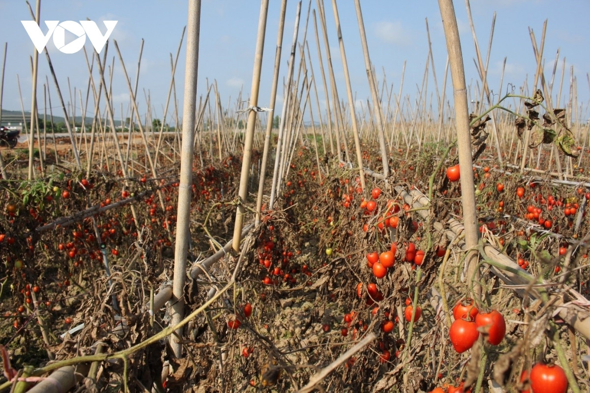 Xot xa canh ca chua chin do rung thoi day dong khong ai mua-Hinh-4
