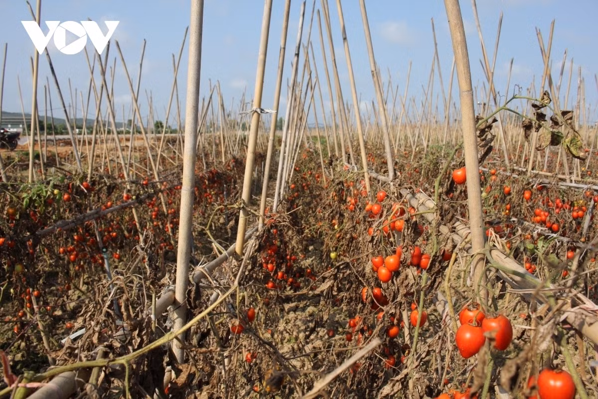 Xot xa canh ca chua chin do rung thoi day dong khong ai mua-Hinh-4