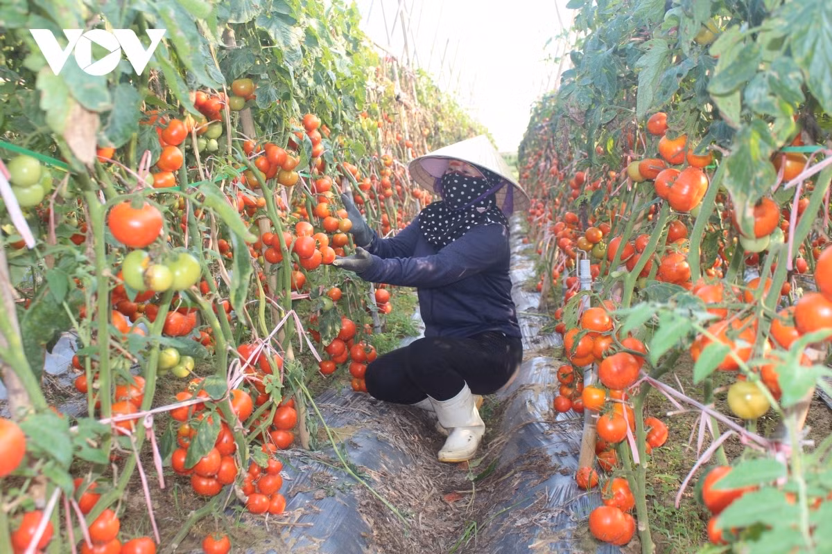 Xot xa canh ca chua chin do rung thoi day dong khong ai mua