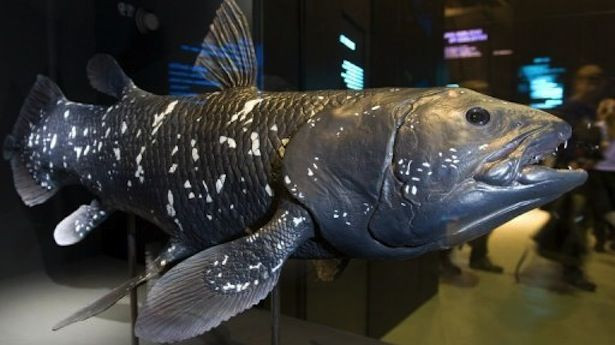  12. Cơ thể nhiều dầu. Cơ thể cá vây tay chứa nhiều dầu để giúp chúng nổi trong nước và thích nghi với môi trường có áp suất cao. Ảnh: Pinterest.