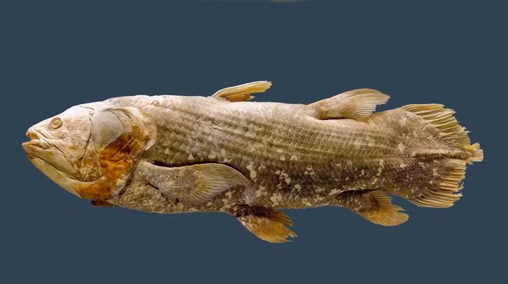  3. Tên gọi "Coelacanth". Tên của chúng xuất phát từ tiếng Hy Lạp, có nghĩa là "gai rỗng," liên quan đến cấu trúc đặc biệt của vây. Ảnh: Pinterest.