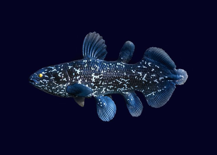  6. Cơ quan cảm giác điện. Chúng có một cơ quan đặc biệt ở mõm giúp phát hiện các trường điện để tìm kiếm thức ăn trong bóng tối. Ảnh: Pinterest.