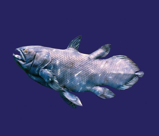  14. DNA khác biệt. Cá vây tay có bộ gene rất đặc biệt, giúp các nhà khoa học hiểu thêm về quá trình tiến hóa từ cá sang động vật bốn chân. Ảnh: Pinterest.