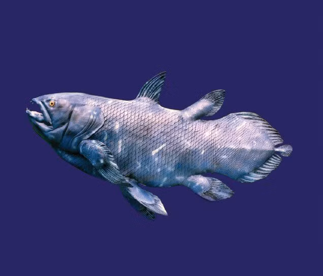  14. DNA khác biệt. Cá vây tay có bộ gene rất đặc biệt, giúp các nhà khoa học hiểu thêm về quá trình tiến hóa từ cá sang động vật bốn chân. Ảnh: Pinterest.