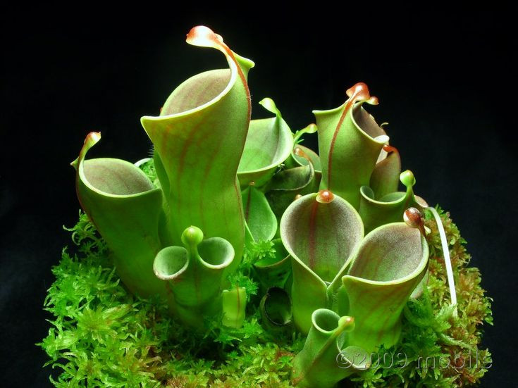  6. Cây bình nước (chi Heliamphora). Cấu trúc lá loài cây này giống như bình đựng nước, có thể giữ lại nước mưa. Côn trùng trượt vào bình và bị tiêu hóa bởi vi khuẩn cộng sinh trong nước. Ảnh: Pinterest.