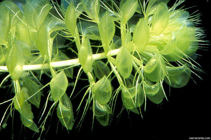  10. Cây rong ăn thịt (Aldrovanda vesiculosa). Loài thực vật sống hoàn toàn dưới nước này săn mồi bằng cánh bẫy đóng lại khi động vật phù du chạm vào lông cảm ứng. Ảnh: Pinterest.