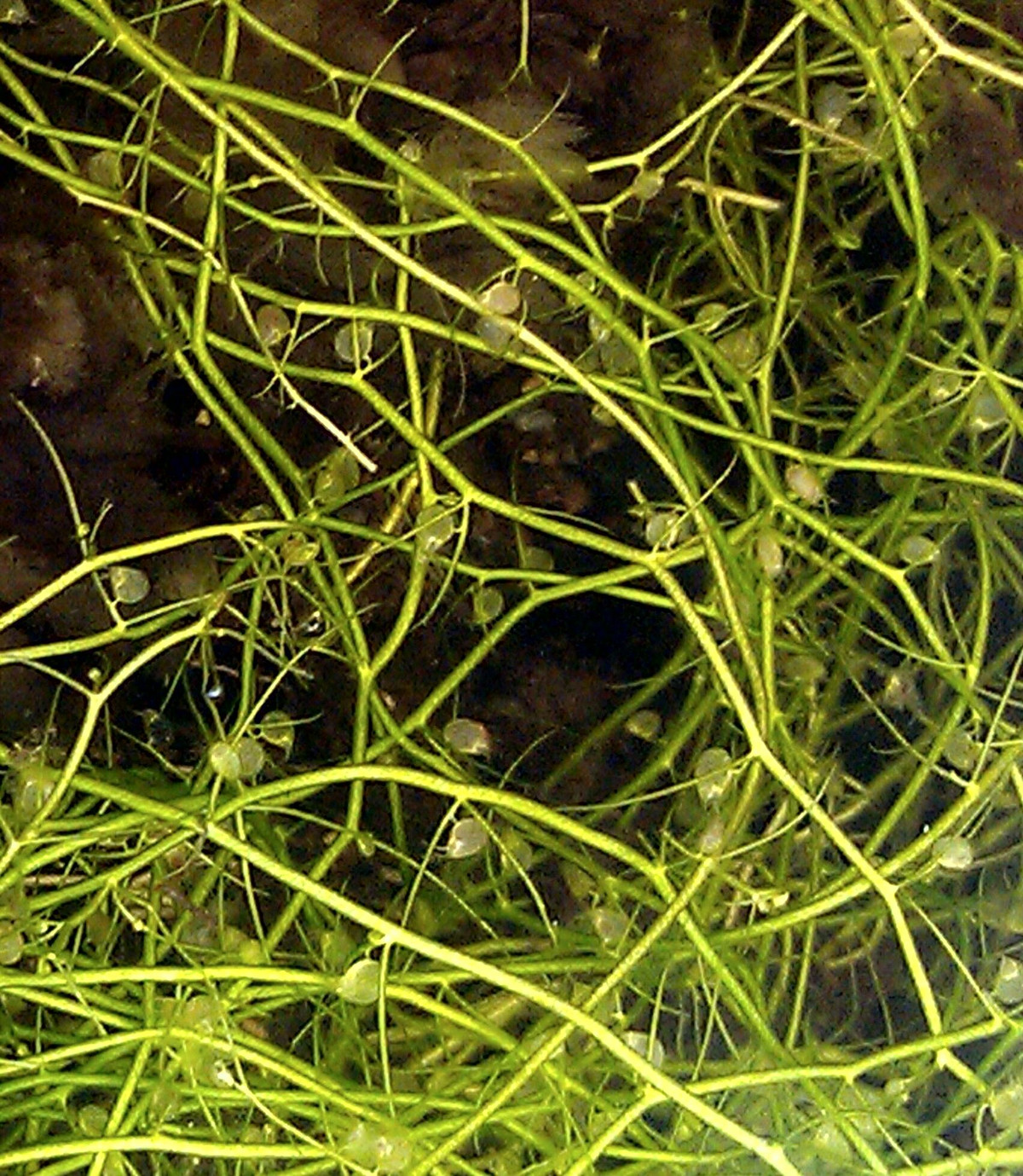  3. Cây bàng quang nước (chi Utricularia). Là thực vật thủy sinh, loài cây này có các túi nhỏ (bàng quang) trên thân rễ. Khi côn trùng nhỏ hoặc động vật phù du chạm vào, bàng quang hút chúng vào cực nhanh nhờ chênh lệch áp suất. Ảnh: Pinterest.