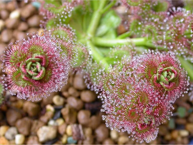  4. Cây gọng vó (chi Drosera). Lá loài cây này có các tuyến lông tiết ra chất dính giống như keo. Côn trùng bị dính vào chất keo và lá từ từ cuộn lại để tiêu hóa. Ảnh: Pinterest.