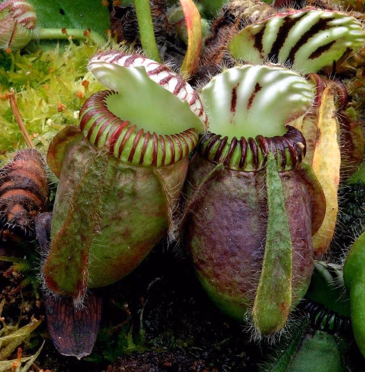  9. Cây nắp ấm Úc (Cephalotus). Lá loài cây này đặc hữu Úc này giống bình nước nhỏ, có nắp đóng mở được. Côn trùng bị trượt vào bình và chết đuối trong dịch tiêu hóa. Ảnh: Pinterest.