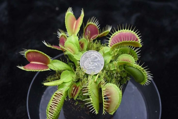  2. Cây bẫy kẹp (Dionaea muscipula). Lá loài cây này có cấu trúc giống như hàm răng, đóng sập lại khi côn trùng chạm vào lông cảm ứng. Sau khi bẫy đóng lại, cây tiết enzym tiêu hóa để "ăn" con mồi. Ảnh: Pinterest.