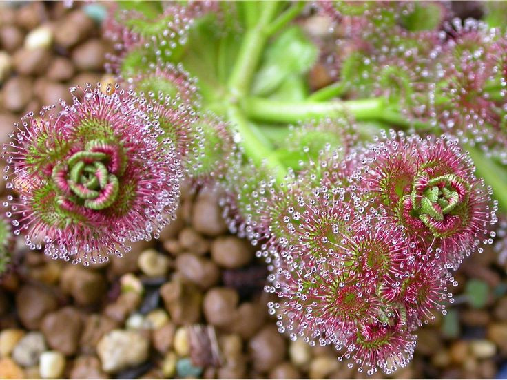  4. Cây gọng vó (chi Drosera). Lá loài cây này có các tuyến lông tiết ra chất dính giống như keo. Côn trùng bị dính vào chất keo và lá từ từ cuộn lại để tiêu hóa. Ảnh: Pinterest.