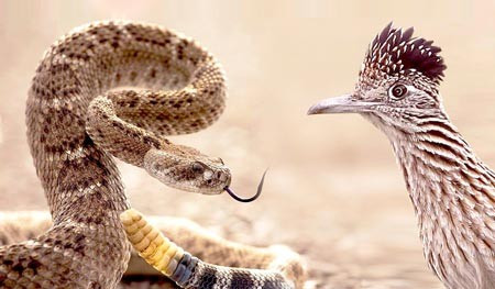 Gà lôi đuôi dài ở Việt Nam có kích thước nhỏ hơn gà lôi đuôi dài ở Tây Nam Mỹ. Chúng có chiều dài thân khoảng 50 cm. Gà lôi đuôi dài đực ở Việt Nam có bộ lông màu nâu đỏ, với phần đầu và cổ màu đen. Gà lôi đuôi dài mái ở Việt Nam có bộ lông màu nâu nhạt hơn, với phần đầu và cổ màu nâu.