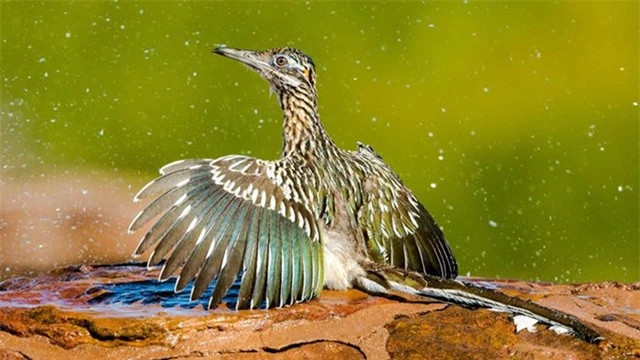 Gà lôi đuôi dài không cần uống nước mà vẫn có thể sống khỏe, thậm chí chúng có thể không uống nước cả đời. Chúng là loài ăn thịt, chủ yếu ăn côn trùng, thằn lằn và động vật nhỏ, đây cũng là loài gà này hấp thụ hơi ẩm để không cần uống nước.