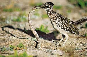 Đặc biệt chúng có chiếc mỏ dài, cứng và vô cùng sắc nhọn, có thể dễ dàng “làm thịt” cả rắn đuôi chuông, loài rắn nổi tiếng với nọc độc cực mạnh, có thể giết chết con mồi chỉ bằng 1 nhát cắn.