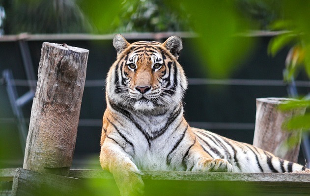Năm nay đòi hỏi bạn phải thận trọng hơn trong mọi hành động, đặc biệt là trong việc bảo mật tài chính và quản lý những ảnh hưởng từ bên ngoài đối với sự nghiệp, gia đình. Đối với phụ nữ tuổi Dần, việc giữ gìn uy tín và hình ảnh cá nhân sẽ hỗ trợ nhiều cho sự nghiệp, trong khi nam giới cần tập trung vào việc bảo vệ nguồn tài chính của mình.