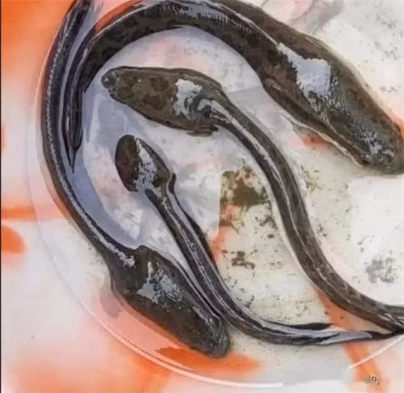 Ca tre bi bo doi, co the bien thanh 'nong noc khong lo'-Hinh-2