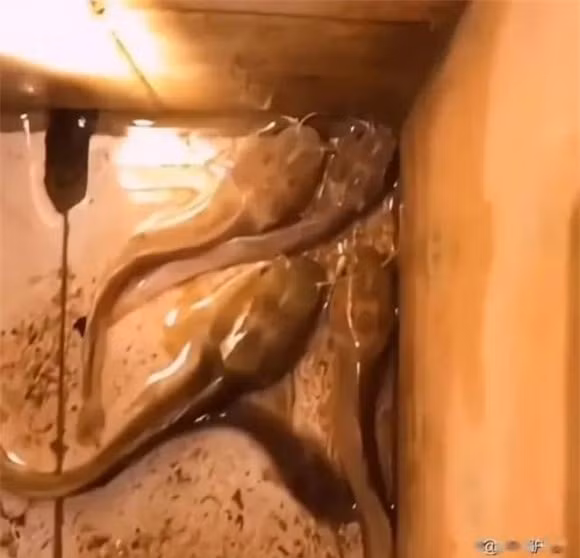 Ca tre bi bo doi, co the bien thanh 'nong noc khong lo'