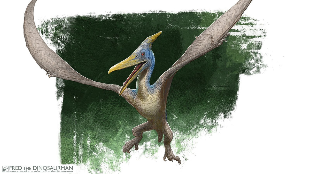  Cánh đặc biệt: Cánh của Pteranodon được tạo thành từ màng da, cơ và các sợi hỗ trợ, nối từ ngón tay thứ tư kéo dài đến chân sau. Ảnh: Pinterest.