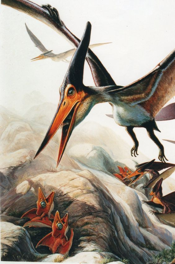  Kích thước con non nhỏ: Con non khi nở có kích thước rất nhỏ, nhưng phát triển nhanh chóng trong vài tháng đầu đời. Ảnh: Pinterest.