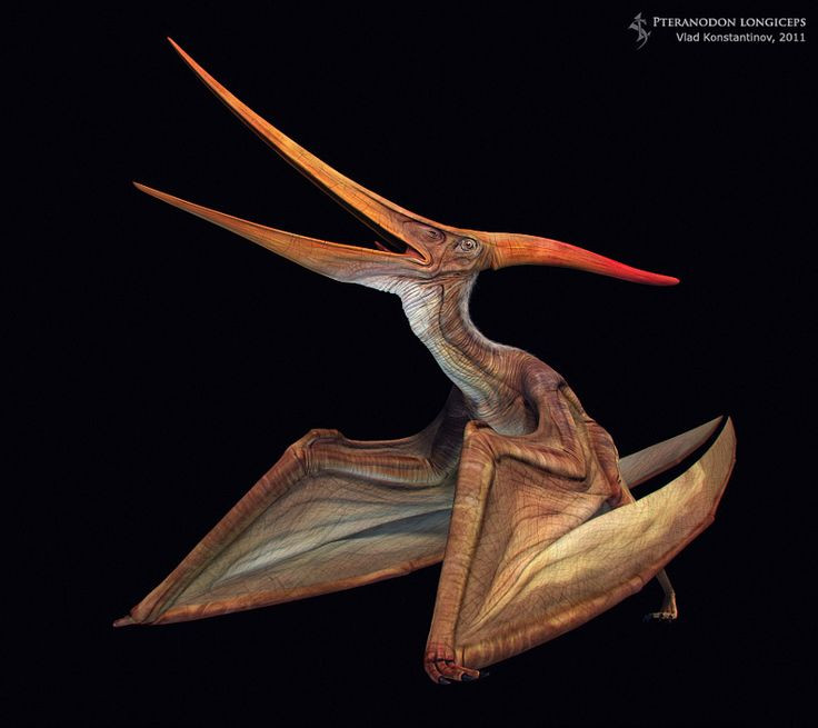  Cái mào đặc trưng: Pteranodon có một cái mào lớn trên đầu, được cho là có tác dụng cân bằng cơ thể khi bay và có thể dùng để thu hút bạn tình. Ảnh: Pinterest.