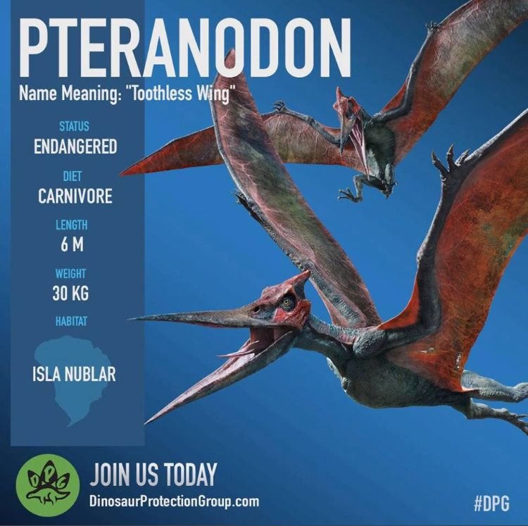  Không đập cánh mạnh: Giống như tàu lượn, Pteranodon bay trong không trung nhờ sử dụng các luồng gió thay vì đập cánh liên tục như chim. Ảnh: Pinterest.