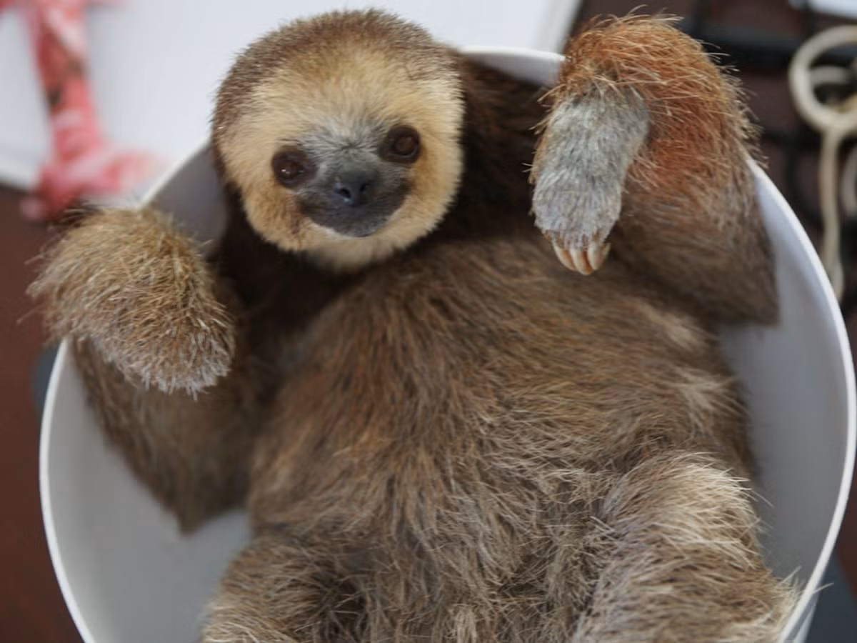  Bộ hàm chắc khỏe. Dù không có răng cửa hoặc răng nanh, lười có bộ hàm rất mạnh, giúp nghiền nát lá cây cứng. Ảnh: Pinterest.