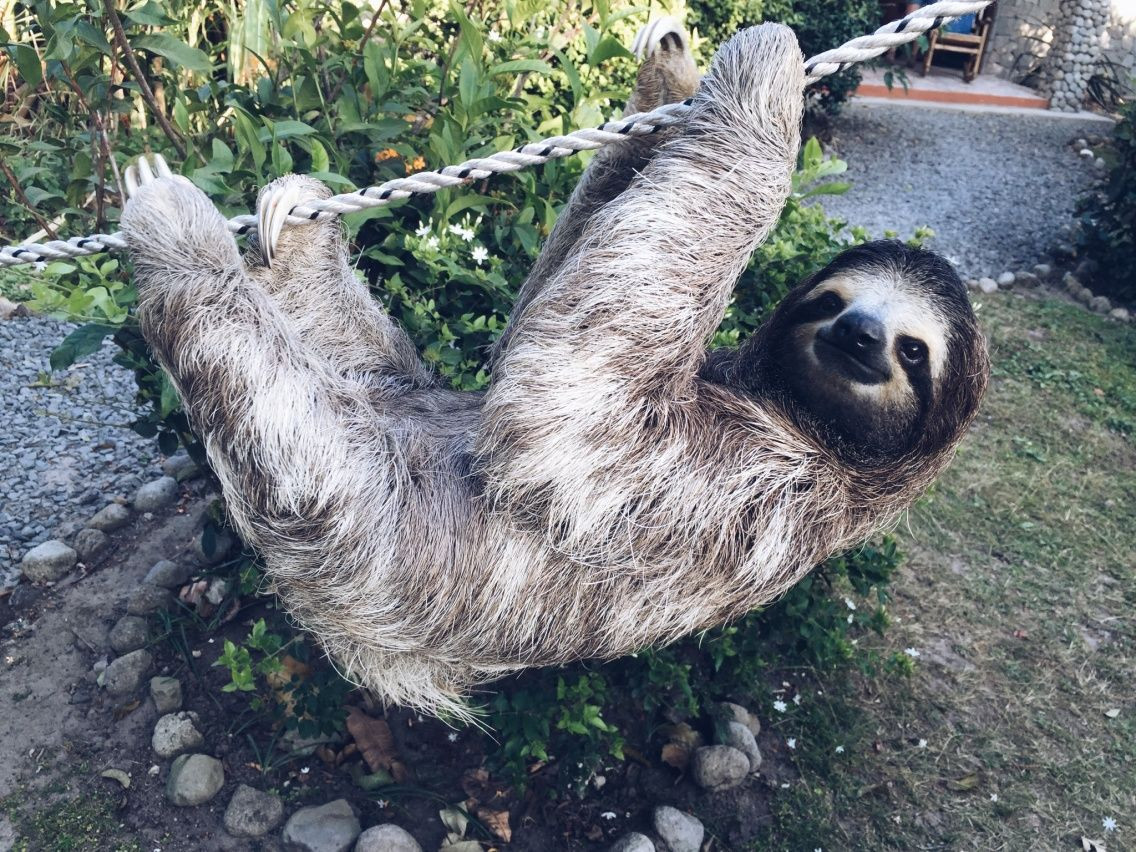  Khả năng chịu đựng ngưỡng oxy thấp. So với nhiều loài thú có vú khác, lười có thể sống sót lâu hơn dưới nước hoặc trong điều kiện thiếu oxy, nhờ khả năng giảm nhịp tim và hoạt động cơ thể. Ảnh: Pinterest.