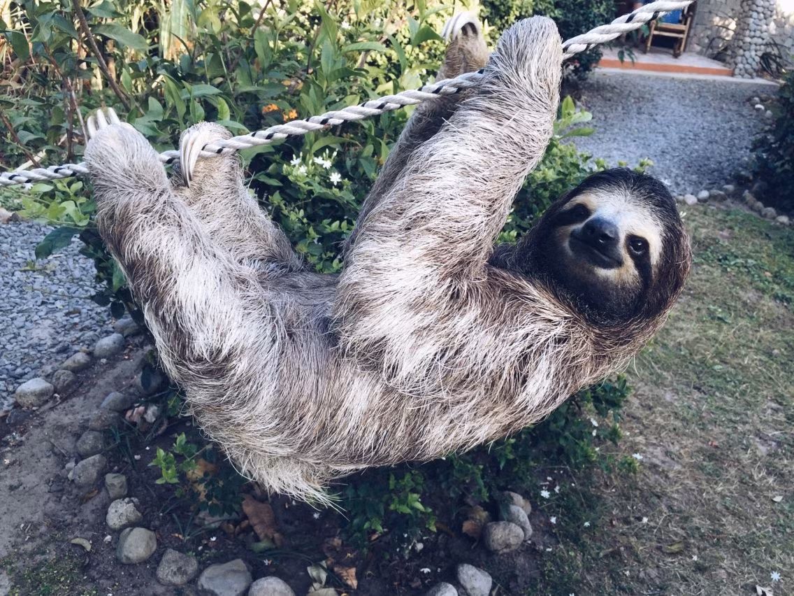  Khả năng chịu đựng ngưỡng oxy thấp. So với nhiều loài thú có vú khác, lười có thể sống sót lâu hơn dưới nước hoặc trong điều kiện thiếu oxy, nhờ khả năng giảm nhịp tim và hoạt động cơ thể. Ảnh: Pinterest.