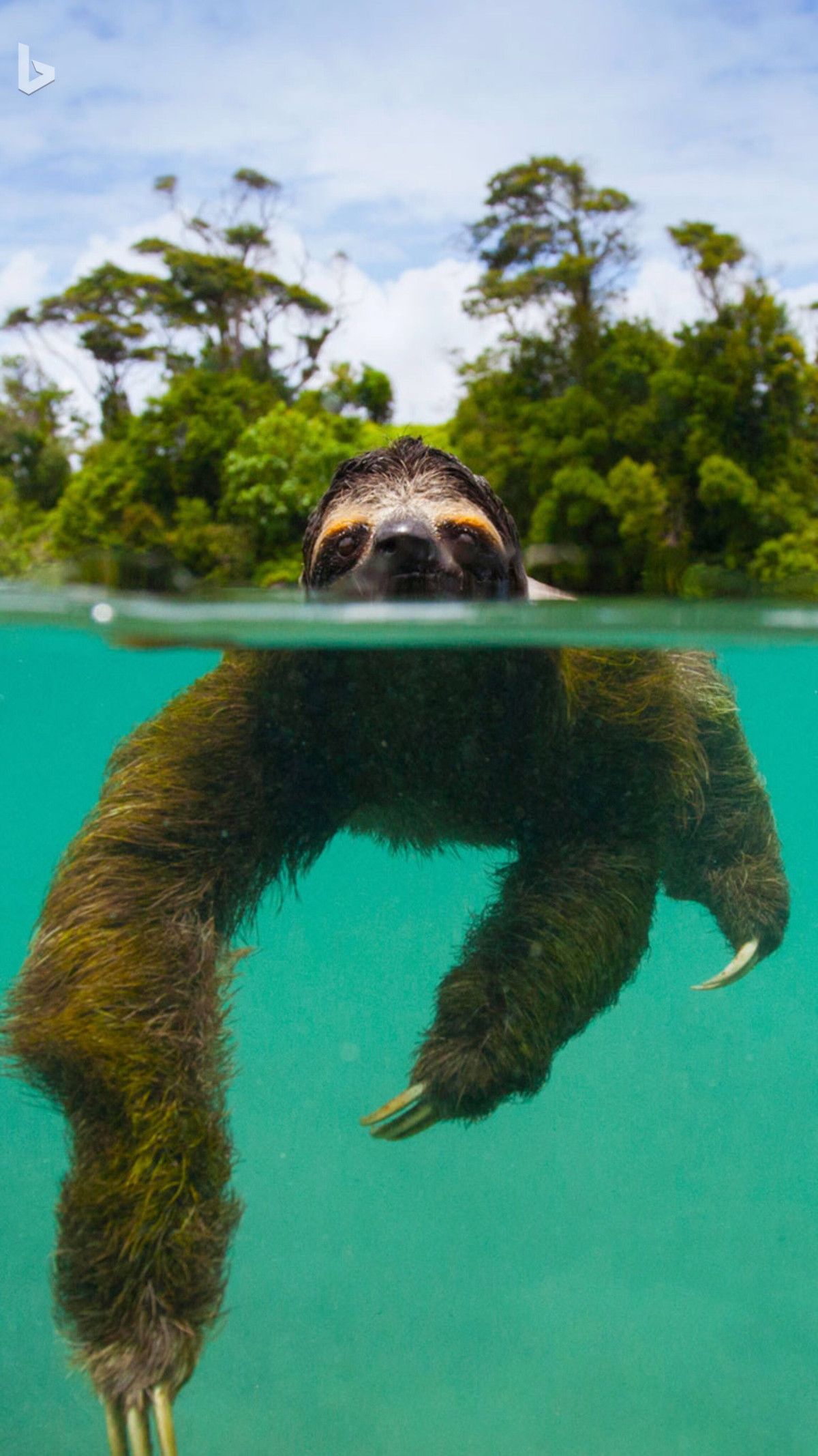  Khả năng bơi lội xuất sắc. Dù chậm chạp trên cạn, lười lại là tay bơi xuất sắc, có thể bơi qua sông và dòng chảy mạnh nhờ tay chân dài. Ảnh: Pinterest.