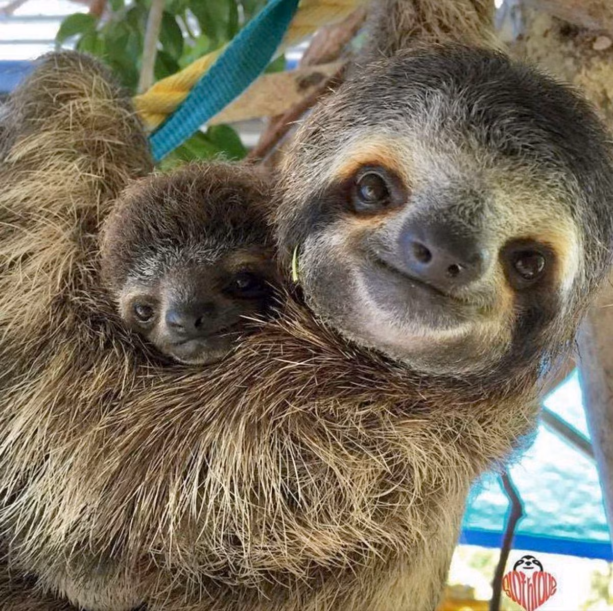  Lười không hoàn toàn lười. Dù trông chậm chạp, lười rất hiệu quả trong việc sử dụng năng lượng, giúp chúng tồn tại trong môi trường ít thức ăn. Ảnh: Pinterest.