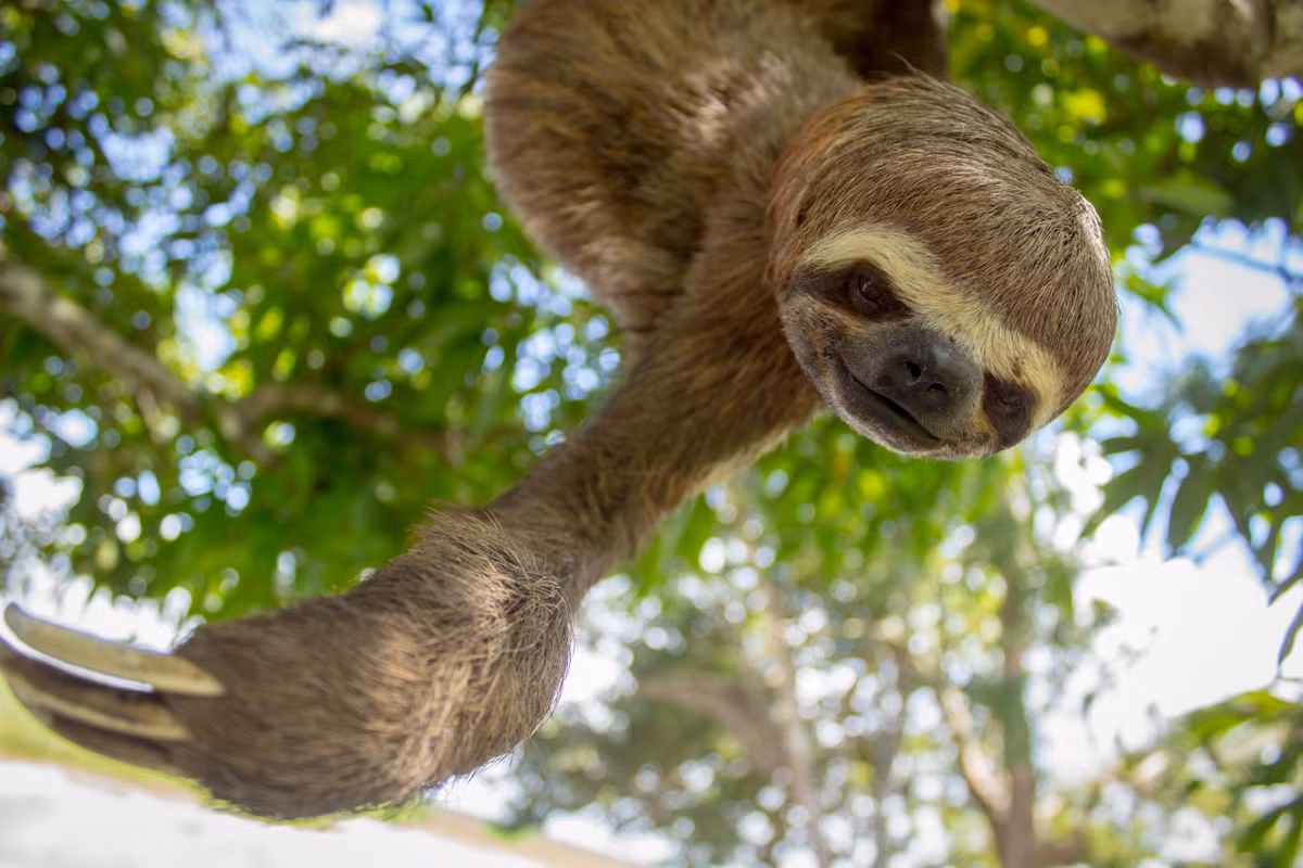  Ít gặp kẻ thù. Nhờ ngụy trang tốt, lười hiếm khi bị động vật ăn thịt như đại bàng hoặc báo đốm phát hiện. Ảnh: Pinterest.