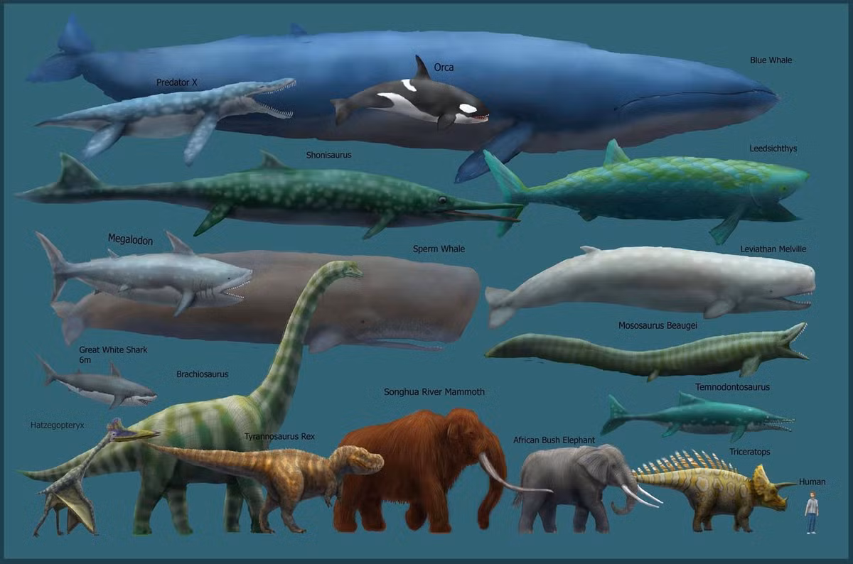  Kích thước khổng lồ: Cá voi xanh (Balaenoptera musculus) là loài động vật lớn nhất tồn tại trên Trái Đất hiện tại, với chiều dài trung bình từ 24–30 mét và trọng lượng lên đến 200 tấn. Tim khổng lồ: Trái tim của cá voi xanh nặng khoảng 180–200 kg, có kích thước tương đương một chiếc xe máy nhỏ. Ảnh: Pinterest.