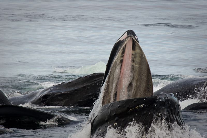  Miệng khổng lồ: Miệng của cá voi xanh có thể chứa đến 90 tấn nước và thức ăn cùng một lúc. Ảnh: Pinterest.