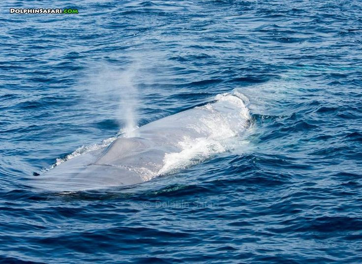  Hô hấp mạnh mẽ: Khi phun nước qua lỗ thở, cá voi xanh tạo ra cột nước cao tới 9 mét. Ảnh: Pinterest.