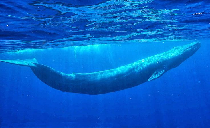  Số lượng giảm mạnh: Từng có hàng trăm ngàn con cá voi xanh, nhưng hiện nay chỉ còn khoảng 10.000–25.000 con, chủ yếu do sự săn bắt vô tội vạ của con người. Ảnh: Pinterest.