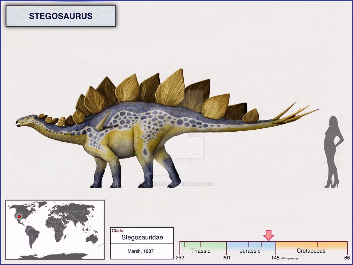  7. Kích thước khổng lồ. Mặc dù có bộ não nhỏ, Stegosaurus là một loài khủng long khổng lồ, nặng từ 5–7 tấn, tương đương với một chiếc xe tải lớn. Ảnh: Pinterest.