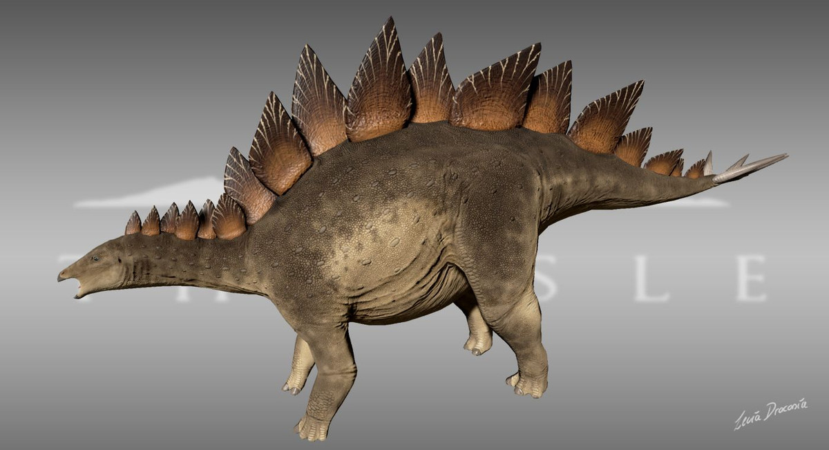  13. Hóa thạch hoàn chỉnh. Stegosaurus stenops là loài có bộ hóa thạch hoàn chỉnh nhất, giúp các nhà khoa học hiểu rõ về cấu trúc cơ thể và lối sống của loài này. Ảnh: Pinterest.